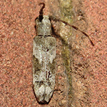 Eunidia bifasciata